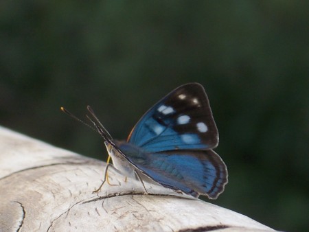 pretty blue butterfly